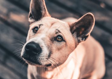 pexels-mark-arron-smith-3768840